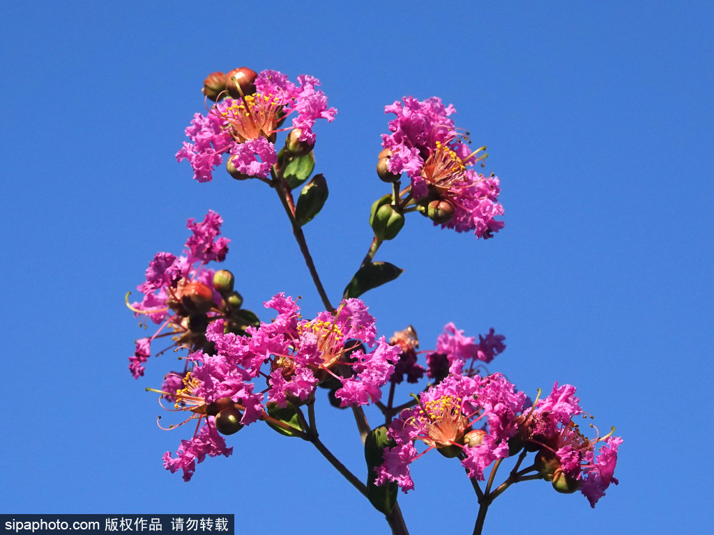 莲花池公园紫薇花盛开迎“七夕”