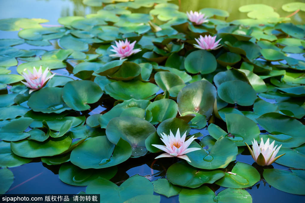 处暑节气国家植物园睡莲迎来最佳观赏期