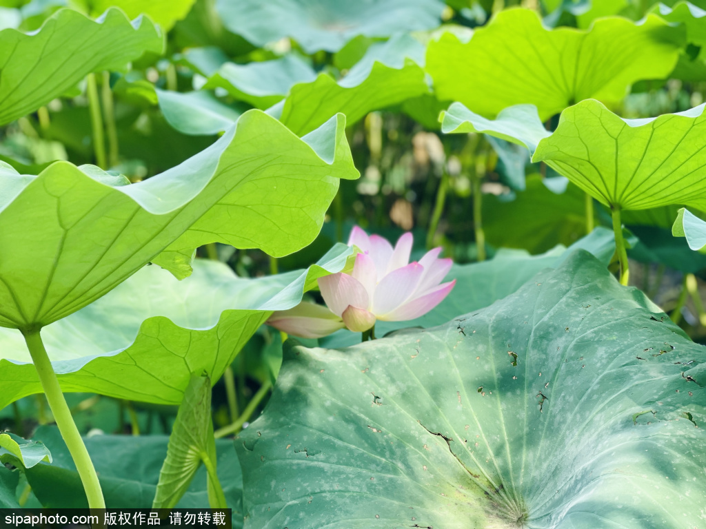 莲花池公园五彩斑斓秋荷