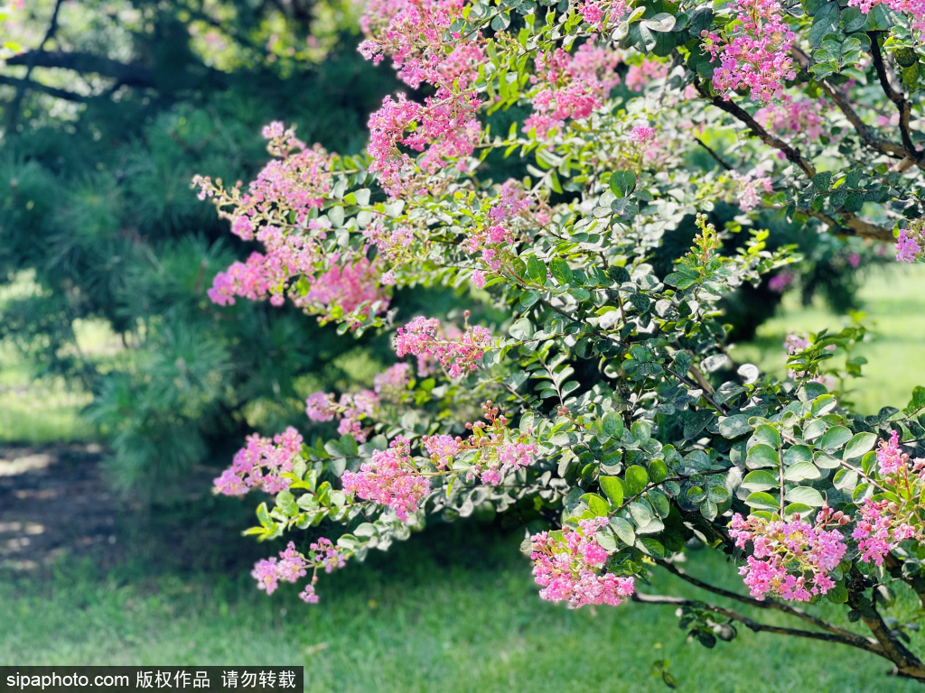 莲花池公园秋日紫薇花开富贵