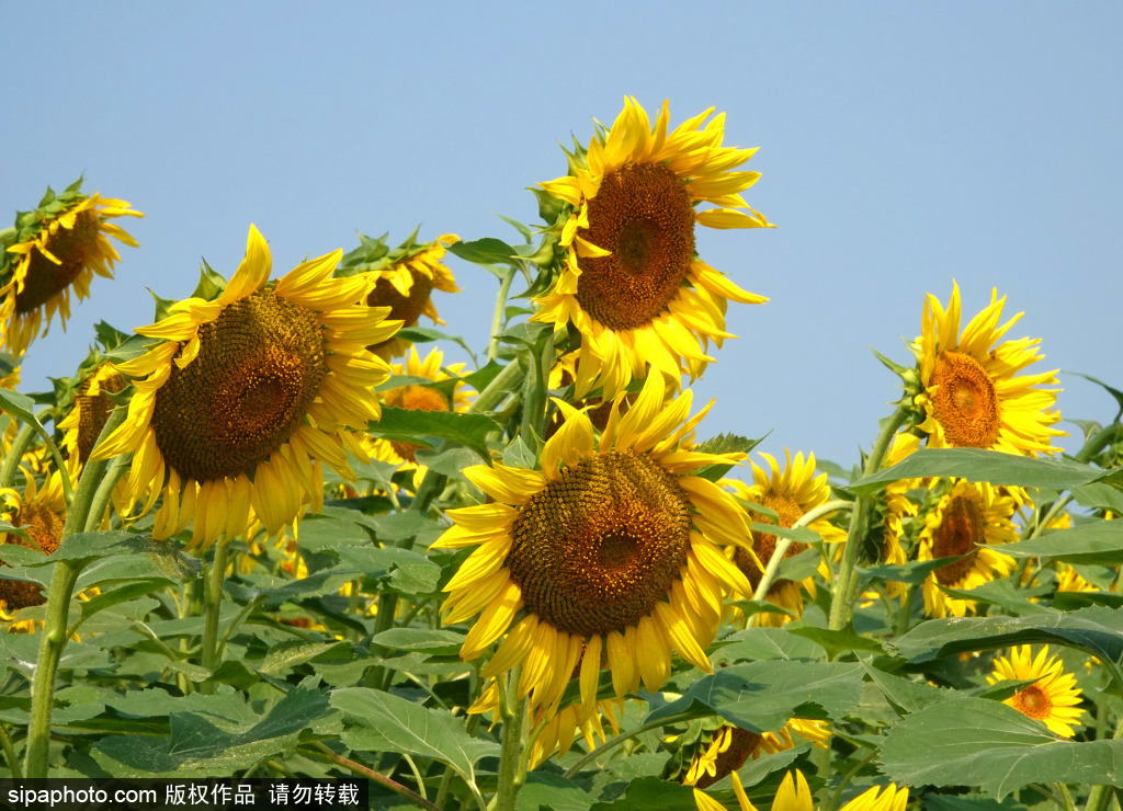 温榆河公园百亩向日葵迎盛开季，金色一片似梵高油画美不胜收