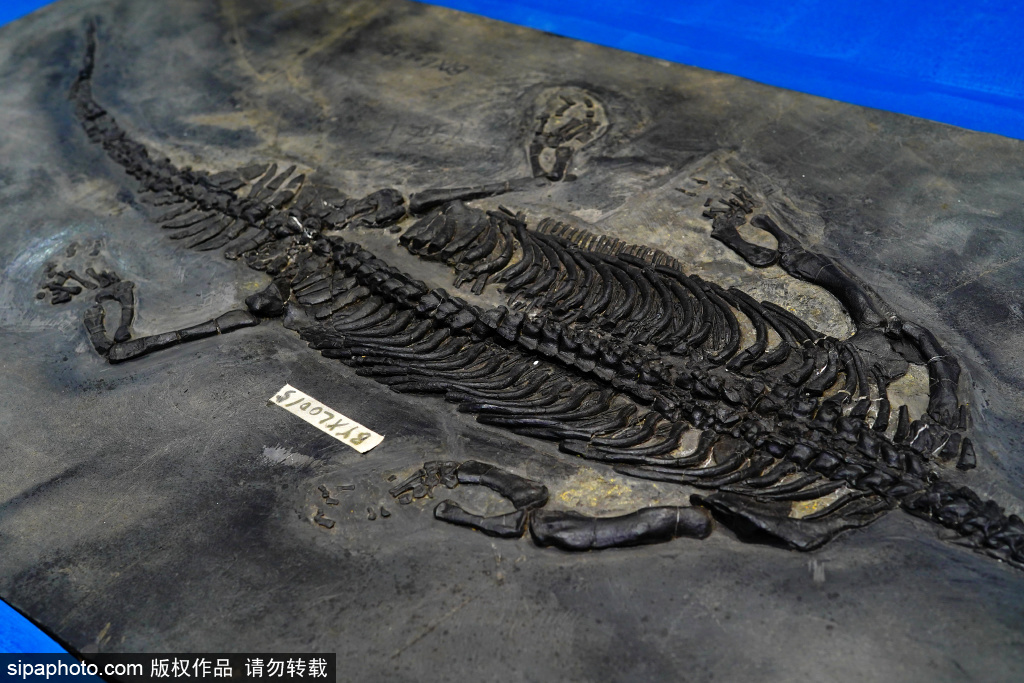 国家自然博物馆开新展：50件标本还原“三叠纪的海洋世界”