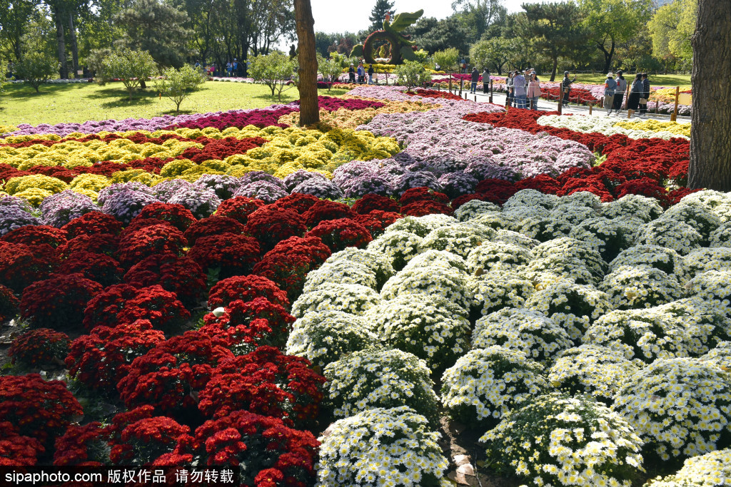 国家植物园高颜值菊花迎来最佳观赏期，色彩缤纷宛如巨幅“五彩地毯”