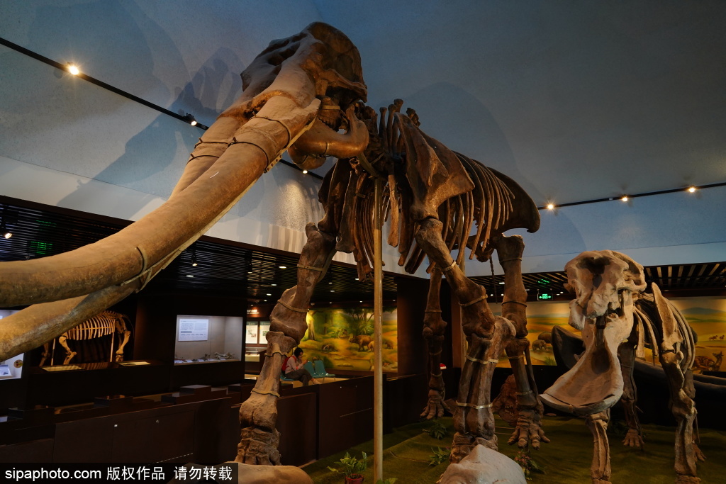 中国古动物馆 探寻史前生物的奥秘