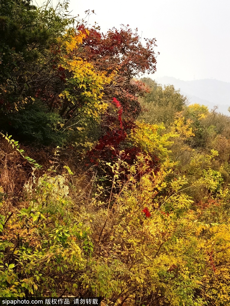 北京第十二届西山红叶文化节打造自然盛宴