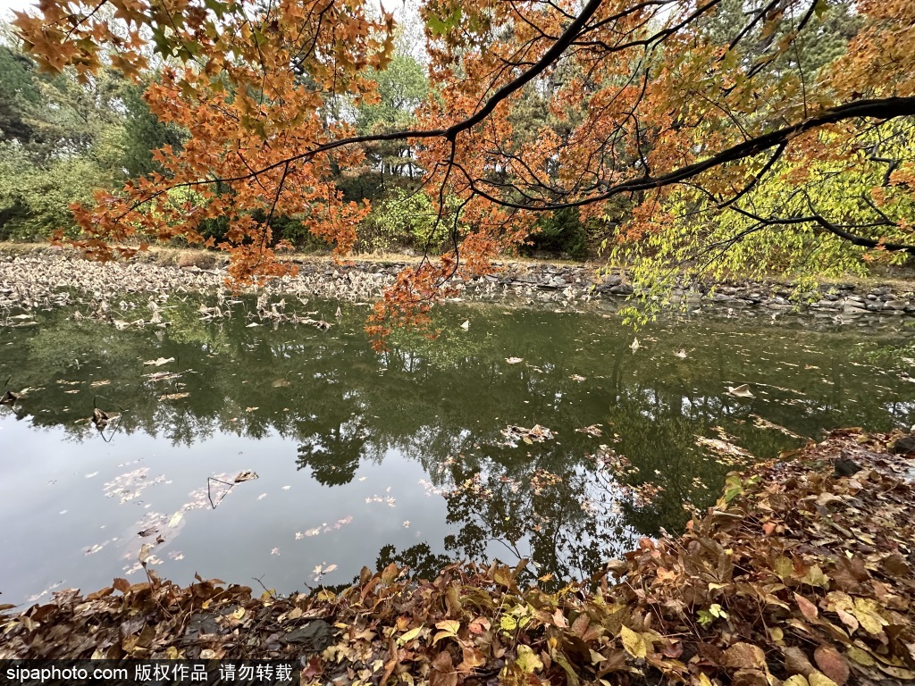 深秋时节颐和园后溪河景区秋色绚丽，成热门“打卡”地