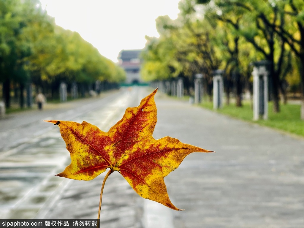 中轴线上的秋色-永定门公园打卡红叶