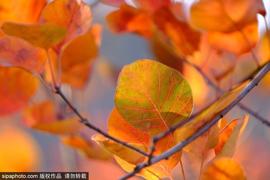 气温骤降落叶缤纷！北京十三陵水库送走最后的秋