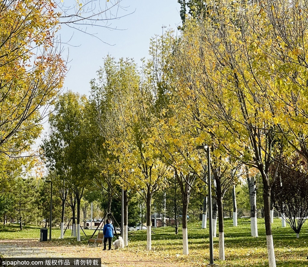 小雪节气丽泽城市运动休闲公园风起黄叶落