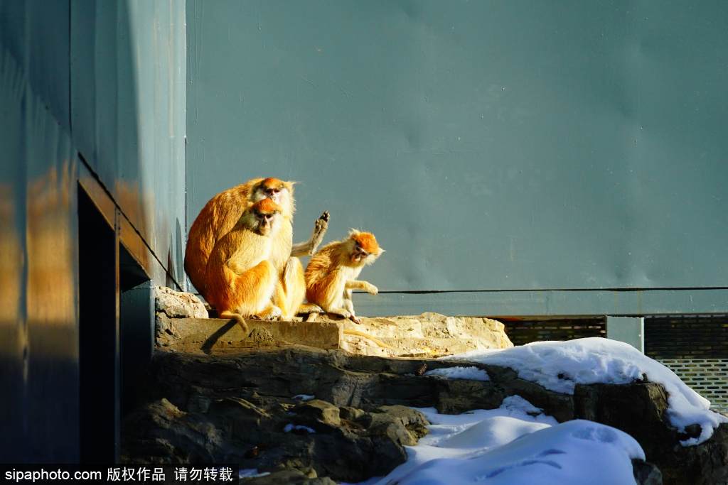 北京进入“速冻”模式 动物园动物蜷缩一团抵御严寒