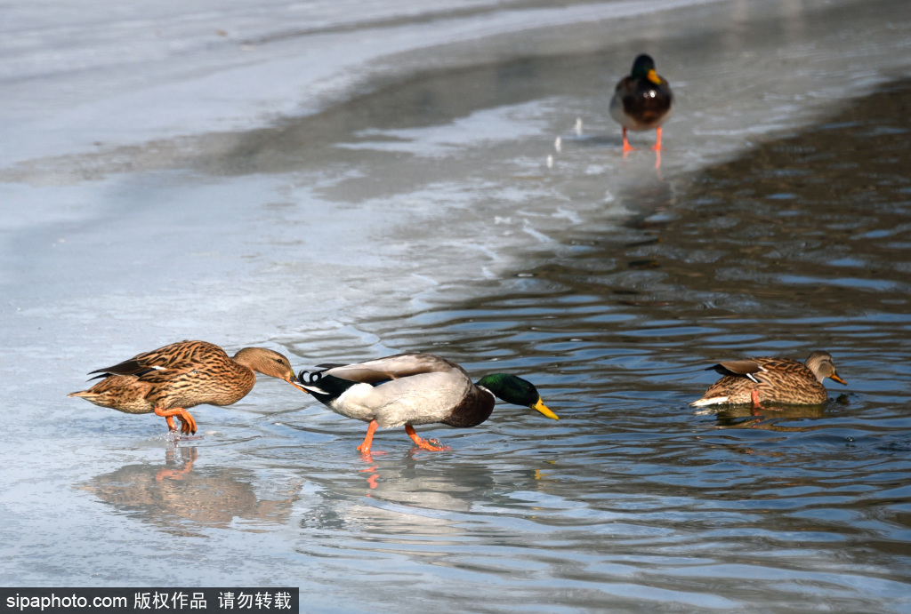 气温持续回升，圆明园黑天鹅、野鸭、大雁戏水踏冰生机盎然