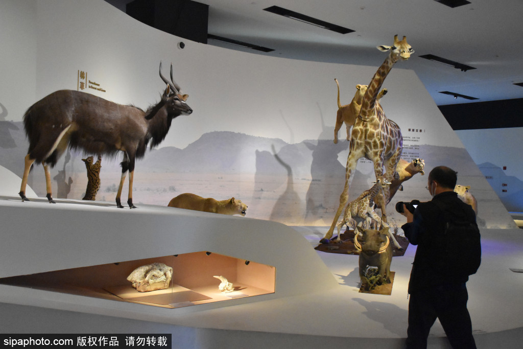 中国国家博物馆“共同家园——大自然的奇迹”持续受热捧