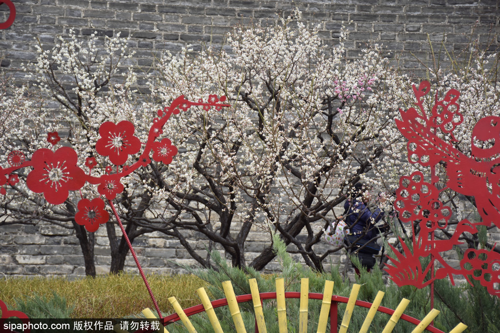 明城墙梅花文化节将持续至4月中旬