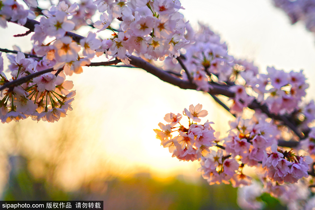 日落余晖遇上樱花 感受春天的浪漫与诗意