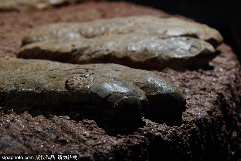 中国地质博物馆恐龙的“蛋”生专题展 探寻恐龙和恐龙蛋的世界