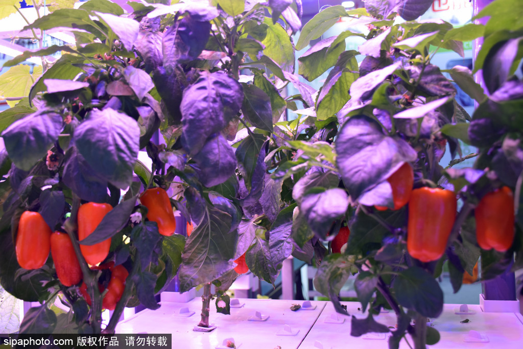 全球首款家庭物联网水培种植机亮相中国国际花卉园艺博览会