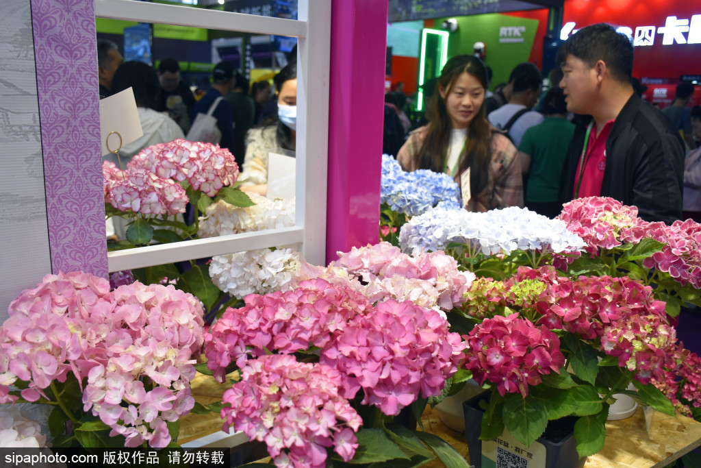 500多种花卉新优品种亮相中国国际花卉园艺展览会