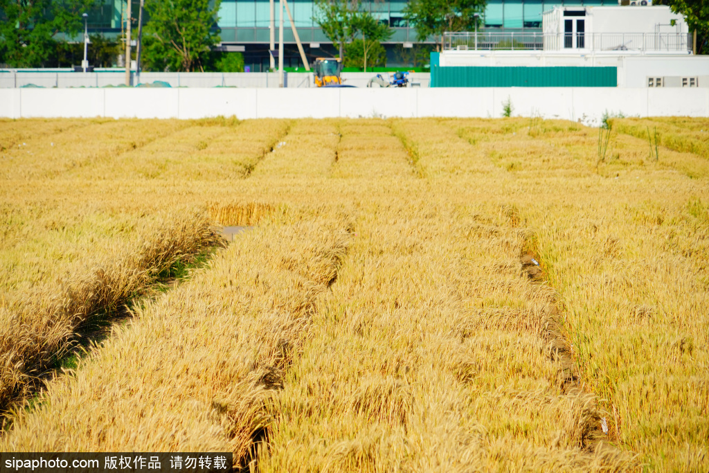 芒种节气将至！北京最美麦田收获在望，金光灿灿宛如油画