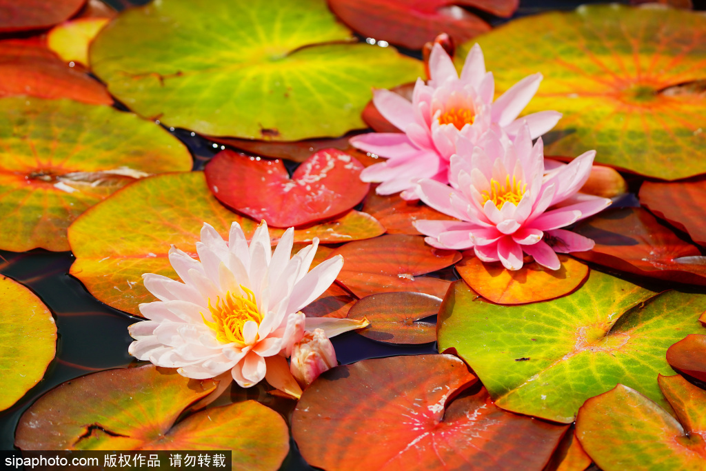国家植物馆睡莲与王莲竞相绽放，色彩缤纷仿佛现实版“莫奈花园”