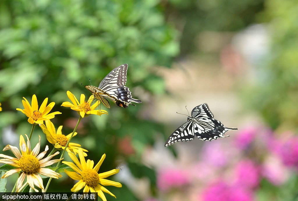 京城之夏：凤蝶飞舞，鲜花盛开