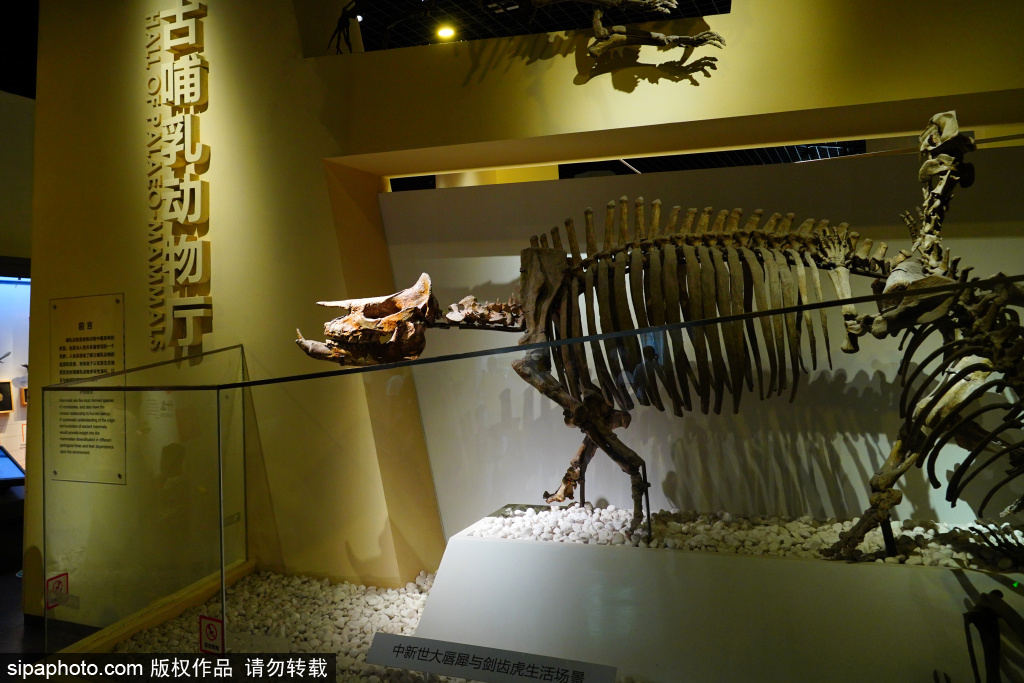 走近国家自然博物馆古哺乳动物厅，了解古哺乳动物的起源和发展