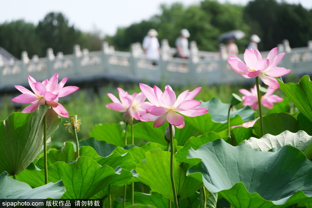 圆明园消夏者众，游船穿梭荷花间