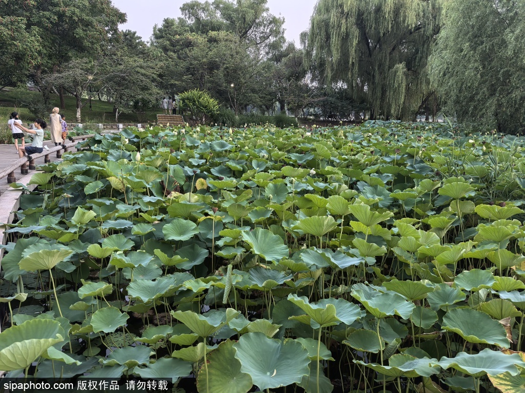 初秋时节玉渊潭公园风景美如画