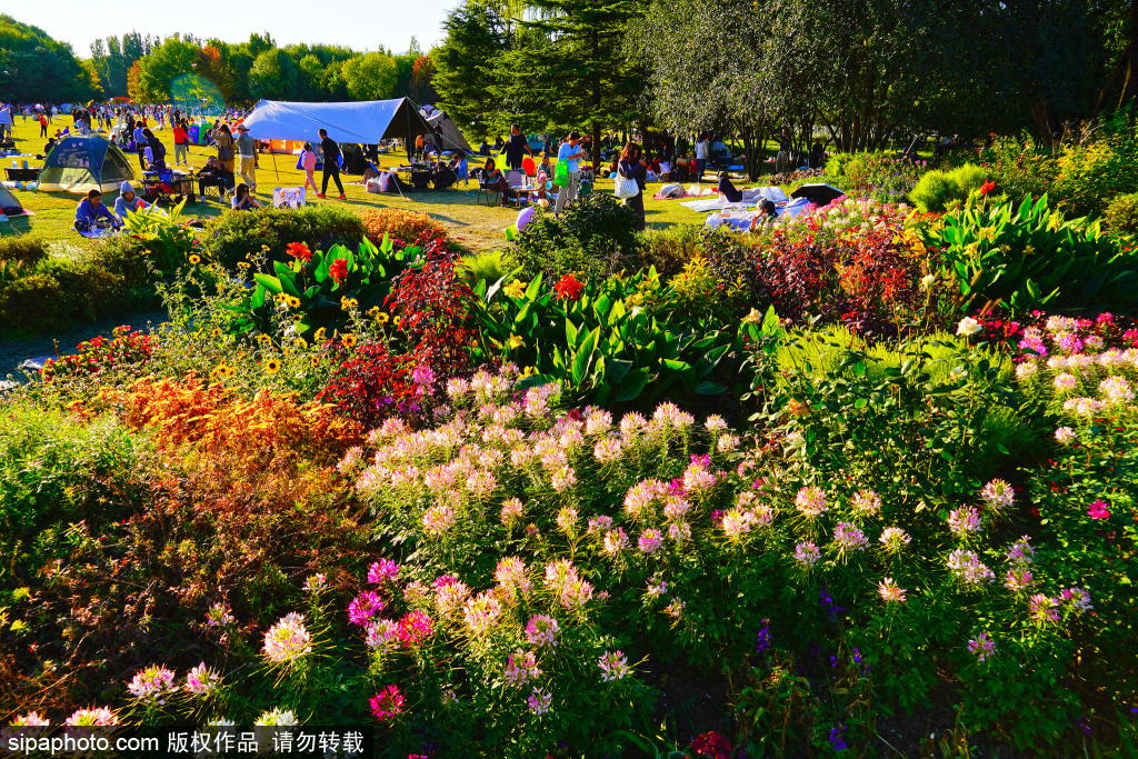 现实版的“莫奈花园”成赏秋游热门选择