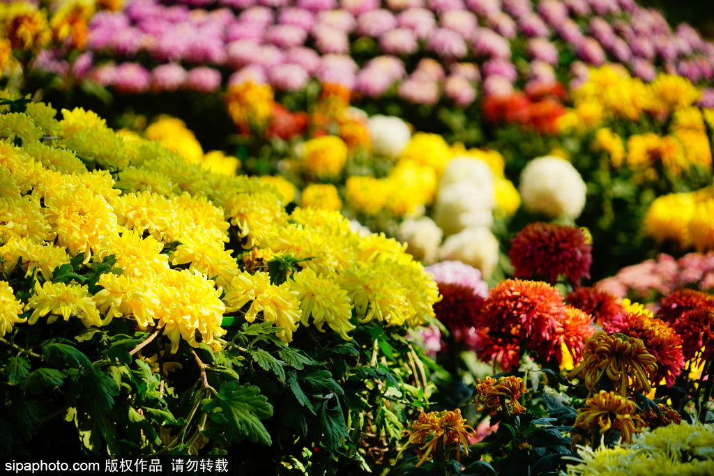 国家植物园打造梦幻“菊海”画卷