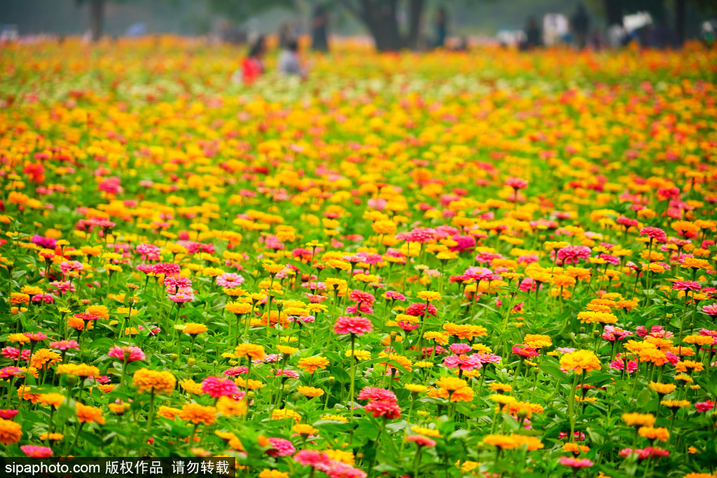 奥森公园秋季花海美不胜收