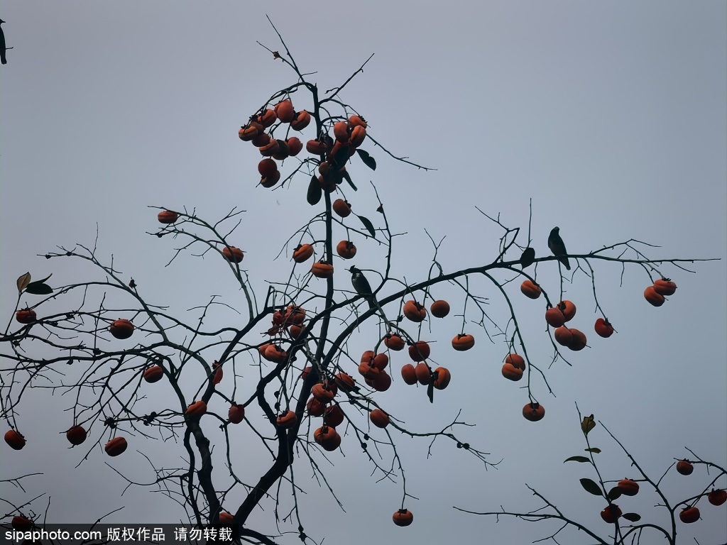 秋柿黄 喜鹊忙