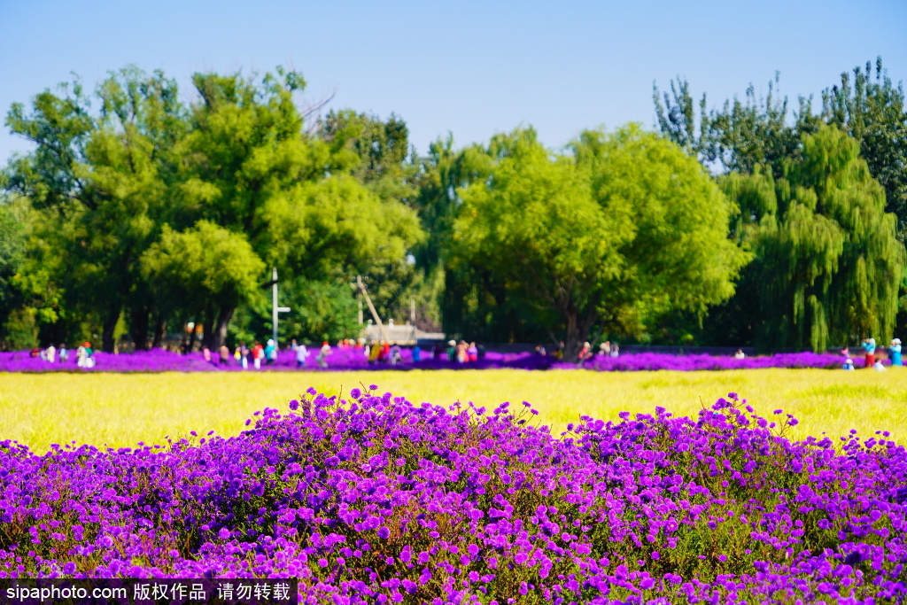 重回圆明园，一亩园公园打造秋日花海