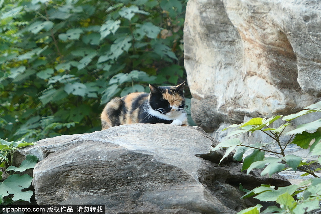 西山公园特殊居民---“猫”成为风景线