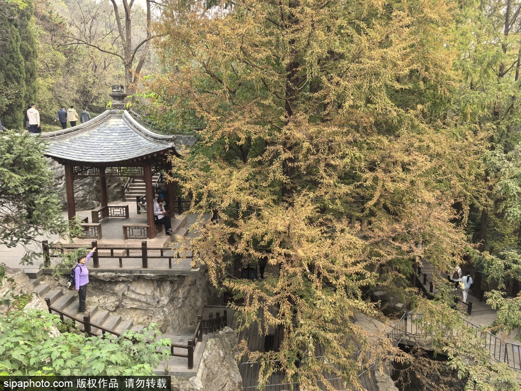 立冬时节临近国家植物园秋色宜人迎客来