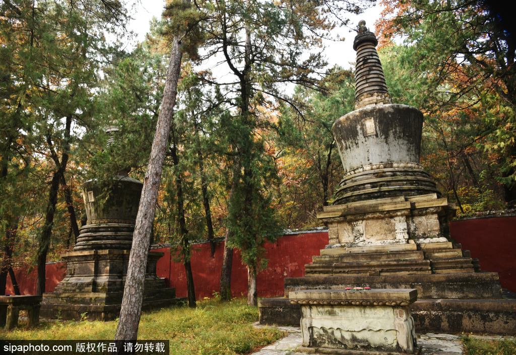 门头沟：千年潭柘寺塔林秋意浓