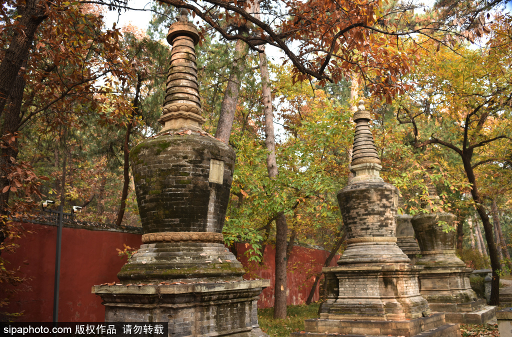 打卡千年潭柘寺塔林