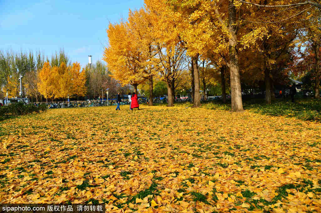 落叶缓扫，为市民留下美丽风景