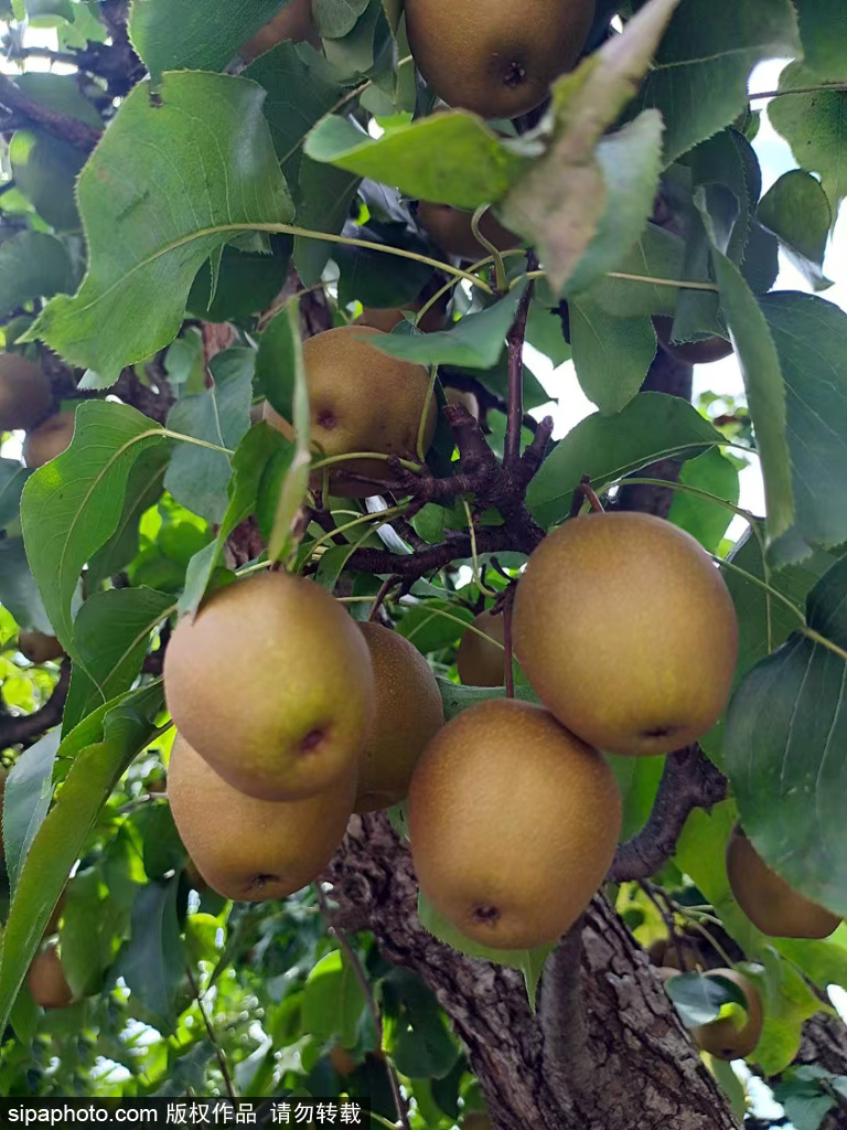 密云县不老屯镇车道岭村：冬日难得一见的农家蔬菜