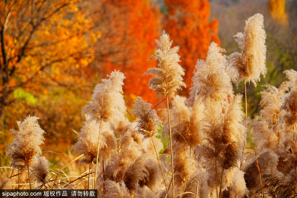 国家植物园水边芦花晶莹剔透随风舞