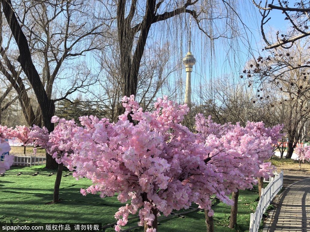 玉渊潭公园樱花“盛开”风景如画