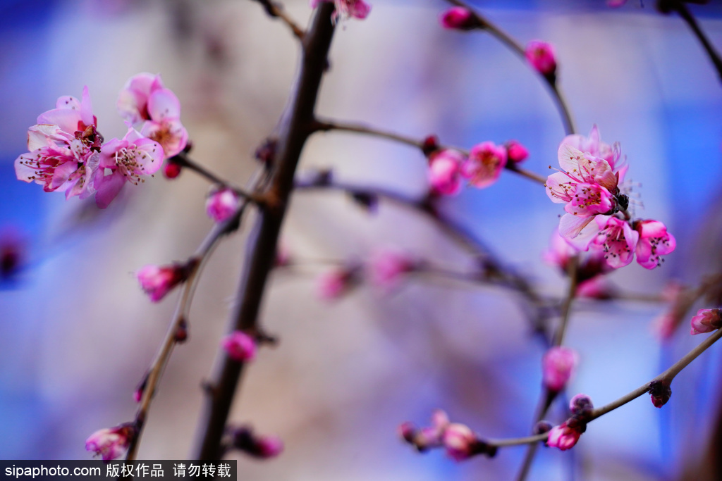 城市中的一抹亮色 北京街头桃花冬开