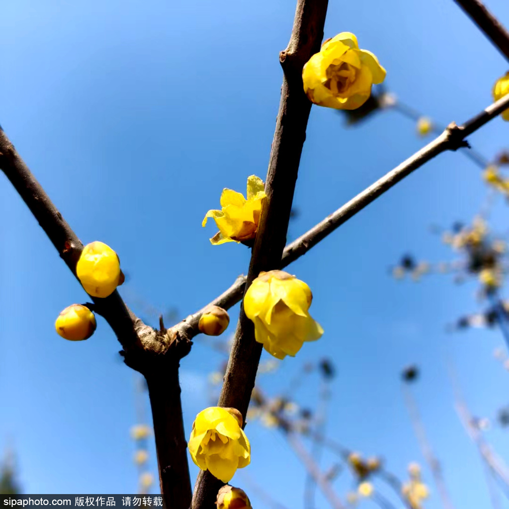 月坛公园赏腊梅迎新年