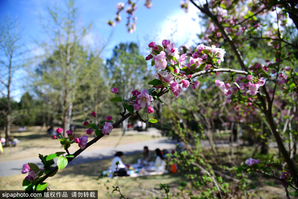 清明假期 赏花游玩