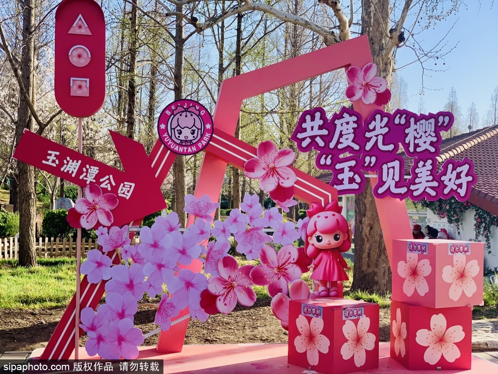 玉渊潭公园晚樱登场人气旺