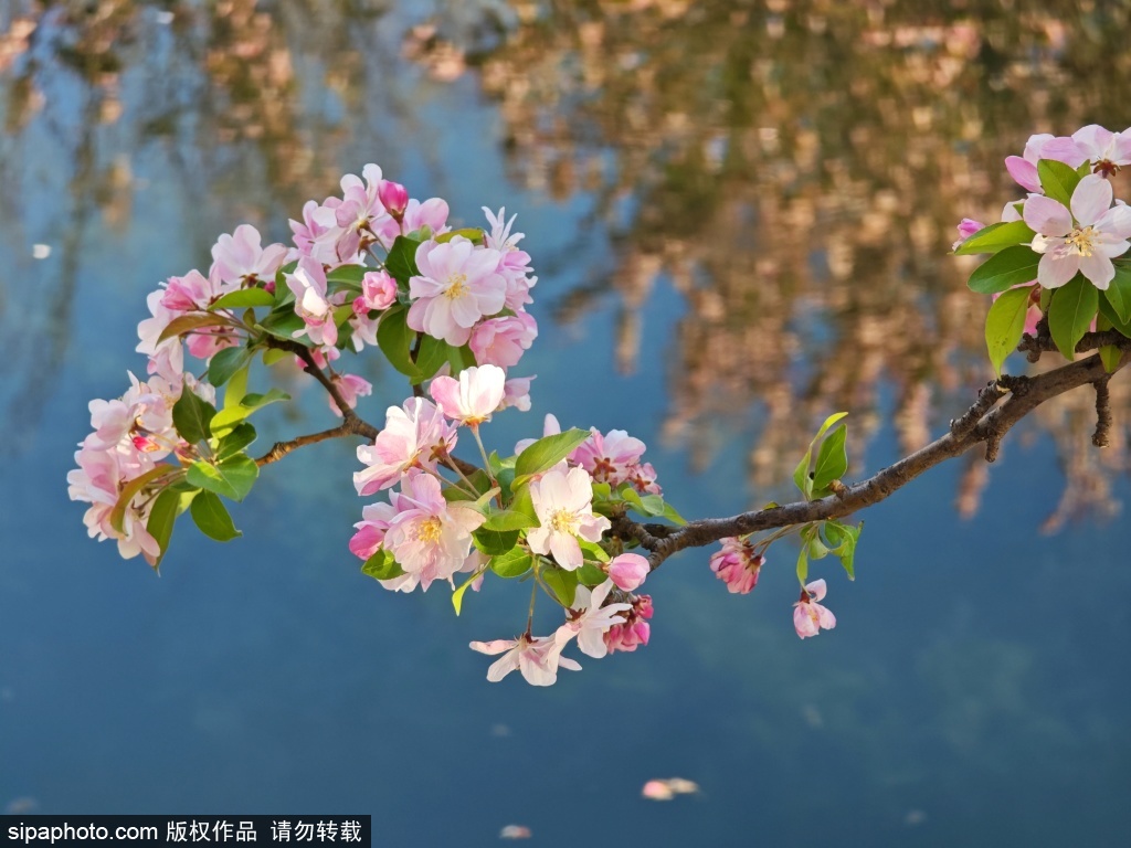 望京海棠花溪花香四溢