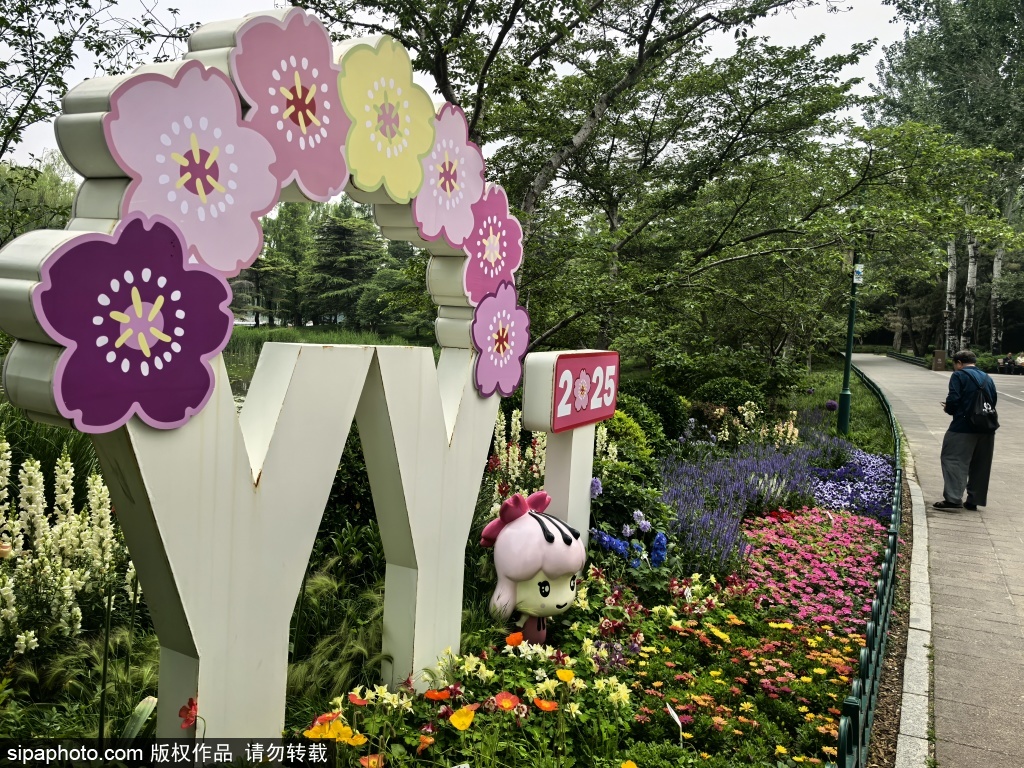 玉渊潭公园花开正艳 宛如现实版“莫奈花园”