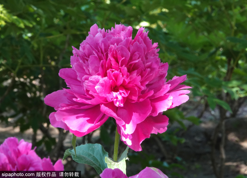 莲花池公园芍药娇艳绽放