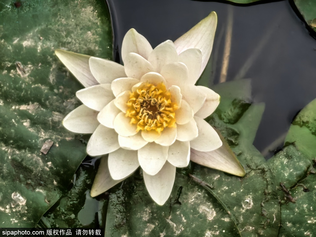 玉渊潭的睡莲美翻了 满屏都是夏天的味道