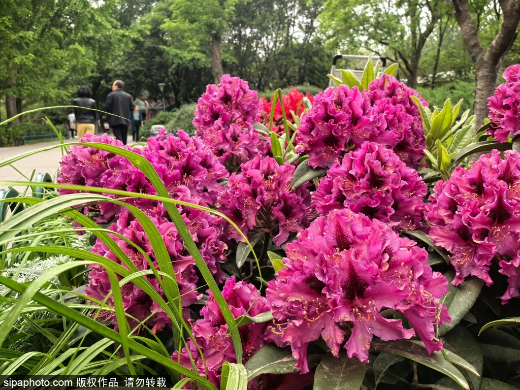 玉渊潭公园高山杜鹃盛放 AI智能拍照机一键解锁夏日大片