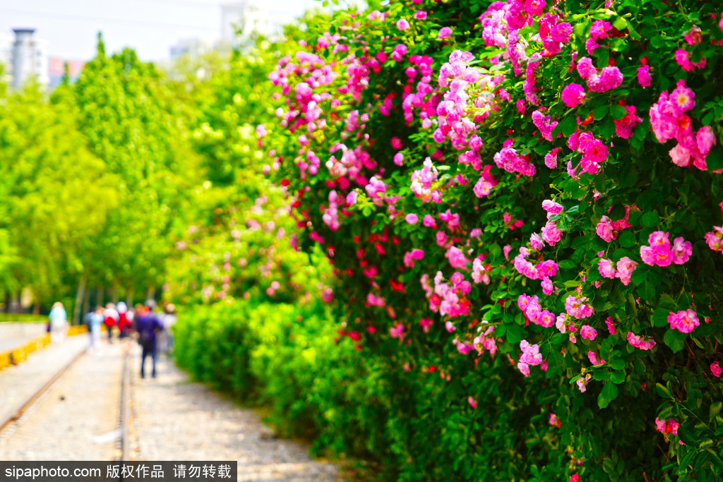 庆丰公园蔷薇花墙成热门打卡地，与废弃铁轨构成独特画面